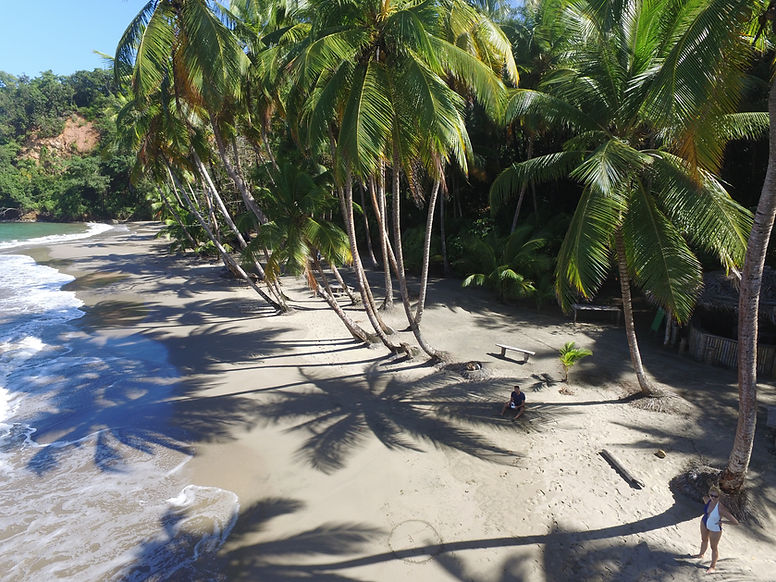 view of sand, plams, and ocean shore