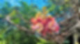 Dominica