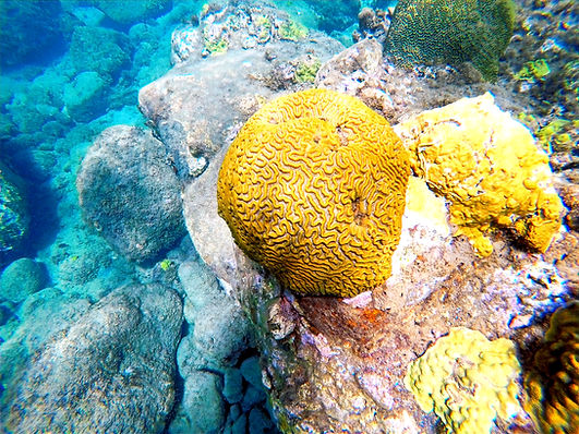 Wanderlust Caribbean - Coral Reefs