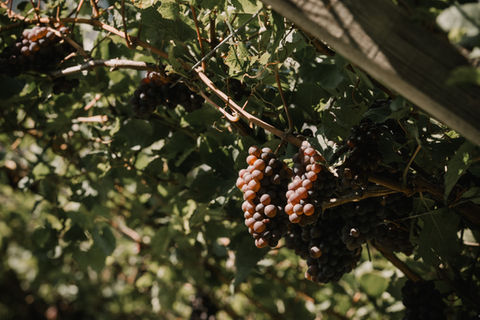 vendemmia manuale dell'uva per il vino doi graziano fontana a faedo
trentino Piana Rotaliana Königsberg