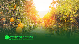 From Farm to Market: Fruits and Juice Concentrate Products in Agriculture with CTC International
