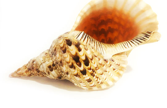 Titions Trumpet Shell copy.jpg
