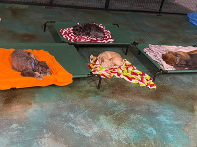 Sleeping Dogs