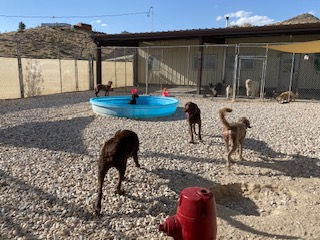 Doggie Daycare Outside