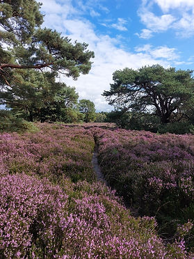 Wandelcoaching  met Imke Coaching