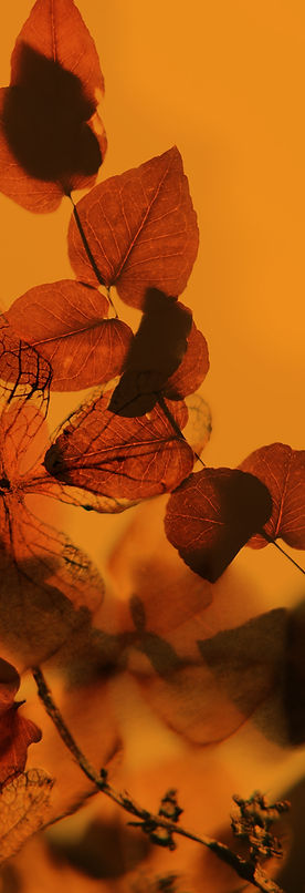 Imke Coaching persoonlijke groei