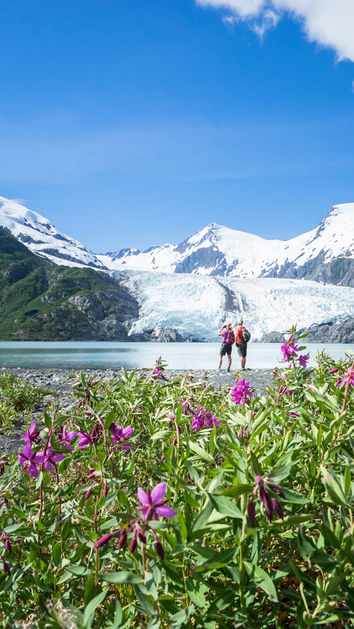 Photos of flowers and glacier at Portage Pass Anchorage Alaska
