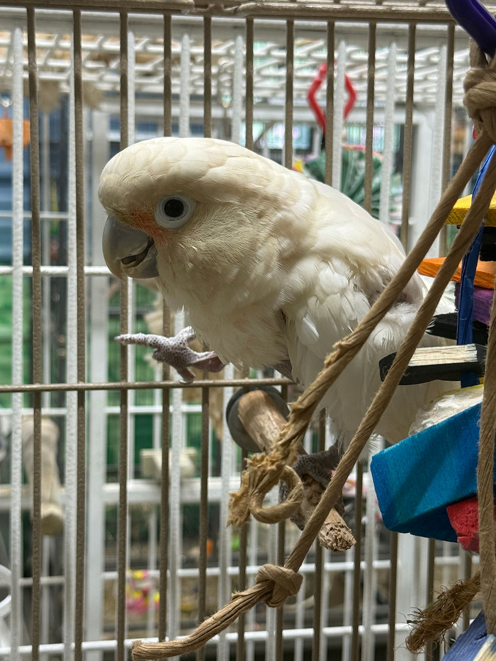 Angel - Goffins cockatoo - Female