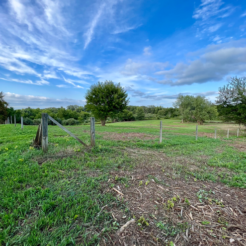 Forestry mulching service removing dense brush in Starved Rock, Illinois for land improvement.