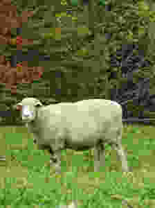 Schaf