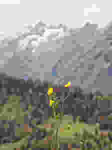 Bergblümchen