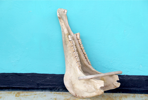 Kriol Myuuzik: Asà suenan San Andrés y Providencia