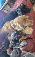 DaycareSleepypuppies.jpg