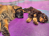 Daycaresleepy.jpg
