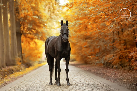Eva_herfst_18.jpg