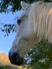 lisas-horse-island-soller-16