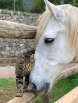 lisas-horse-island-soller-8