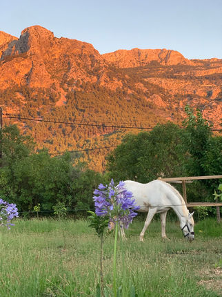 experiences-lisas-horse-island-mallorca-26