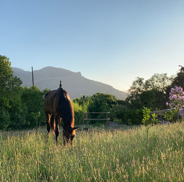 lisa-horse-island-experiencias-mallorca-caballos-10