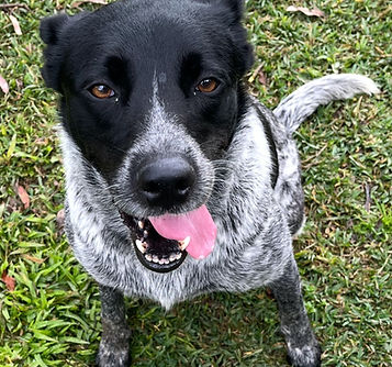 Yindi 2.jpeg