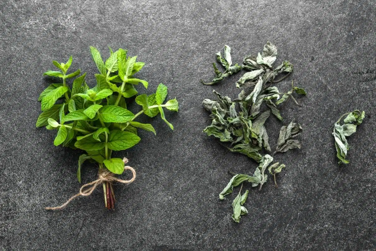 secher-menthe.webp