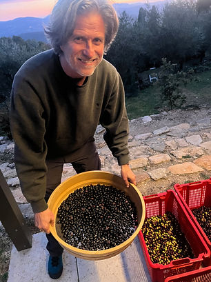 Our own olives in Cabris