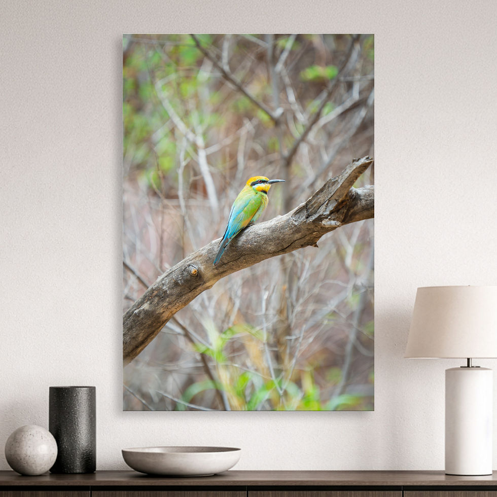 Metallic glass print hanging on wall showing Rainbow Bee-Eater on sunlit branch