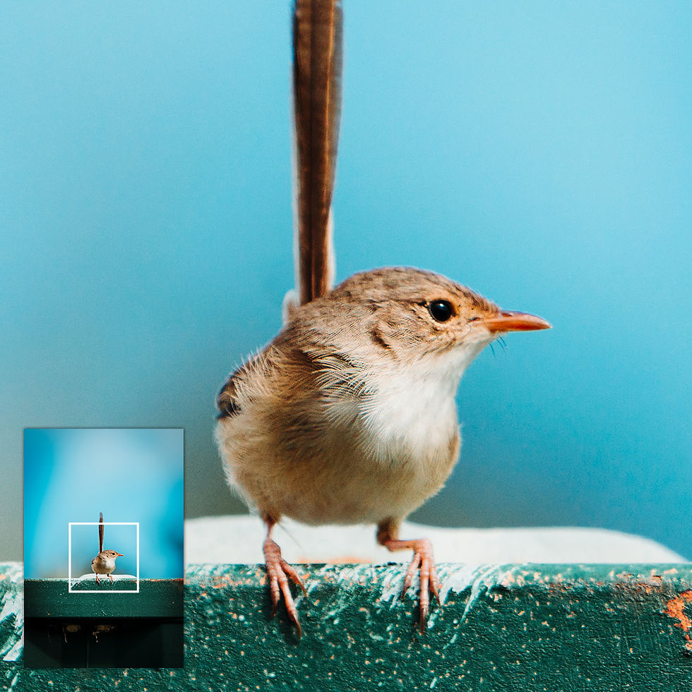 Thumbnail: Close-up of a select area of the metallic glass print, highlighting the female Red-backed Fairywren