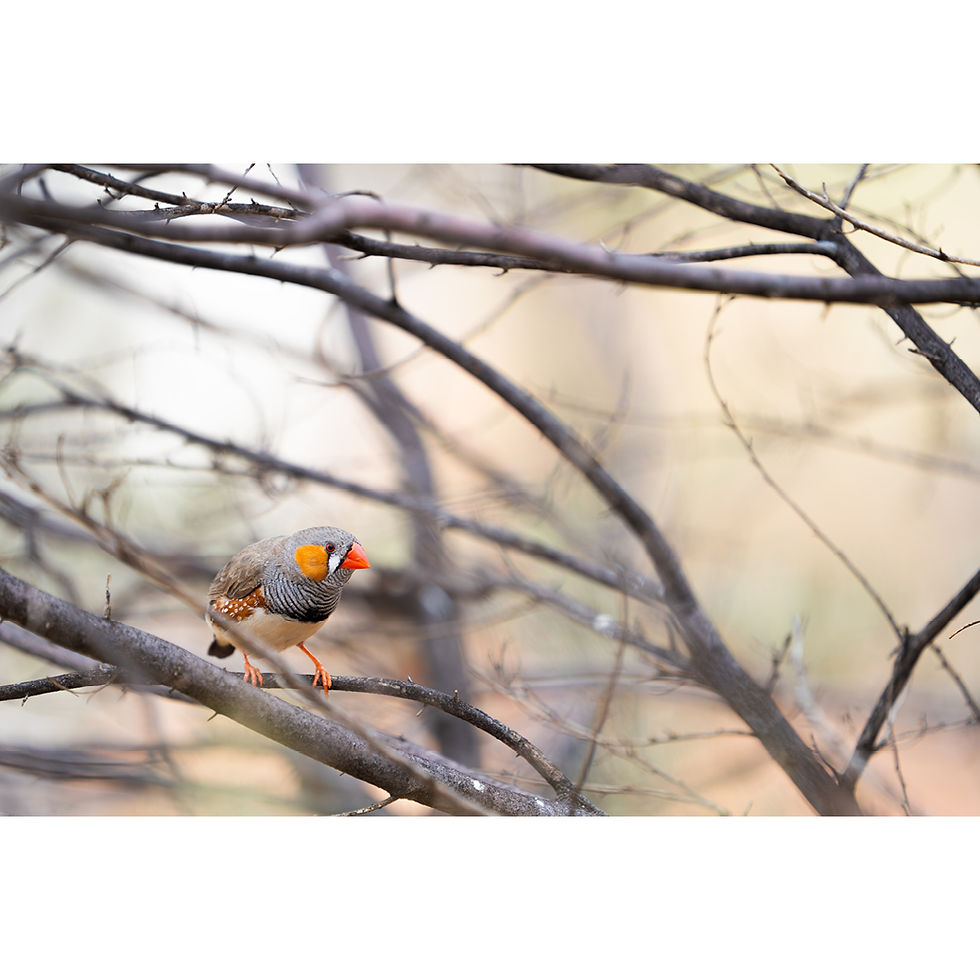 Thumbnail: Metallic glass print of Zebra Finch on white background for simple viewing