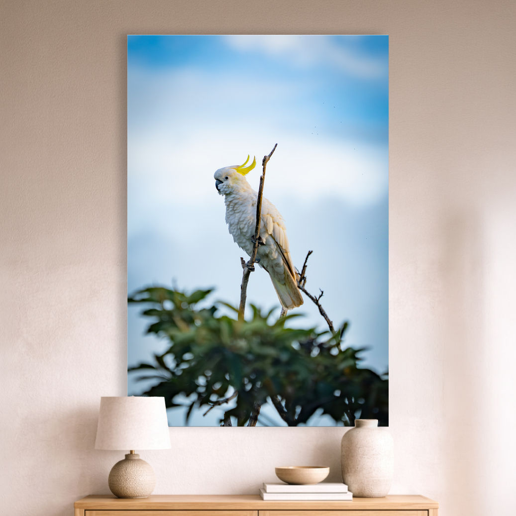 Metallic glass print hanging on the wall, showing a Sulphur-Crested Cockatoo perched beneath a soft sky