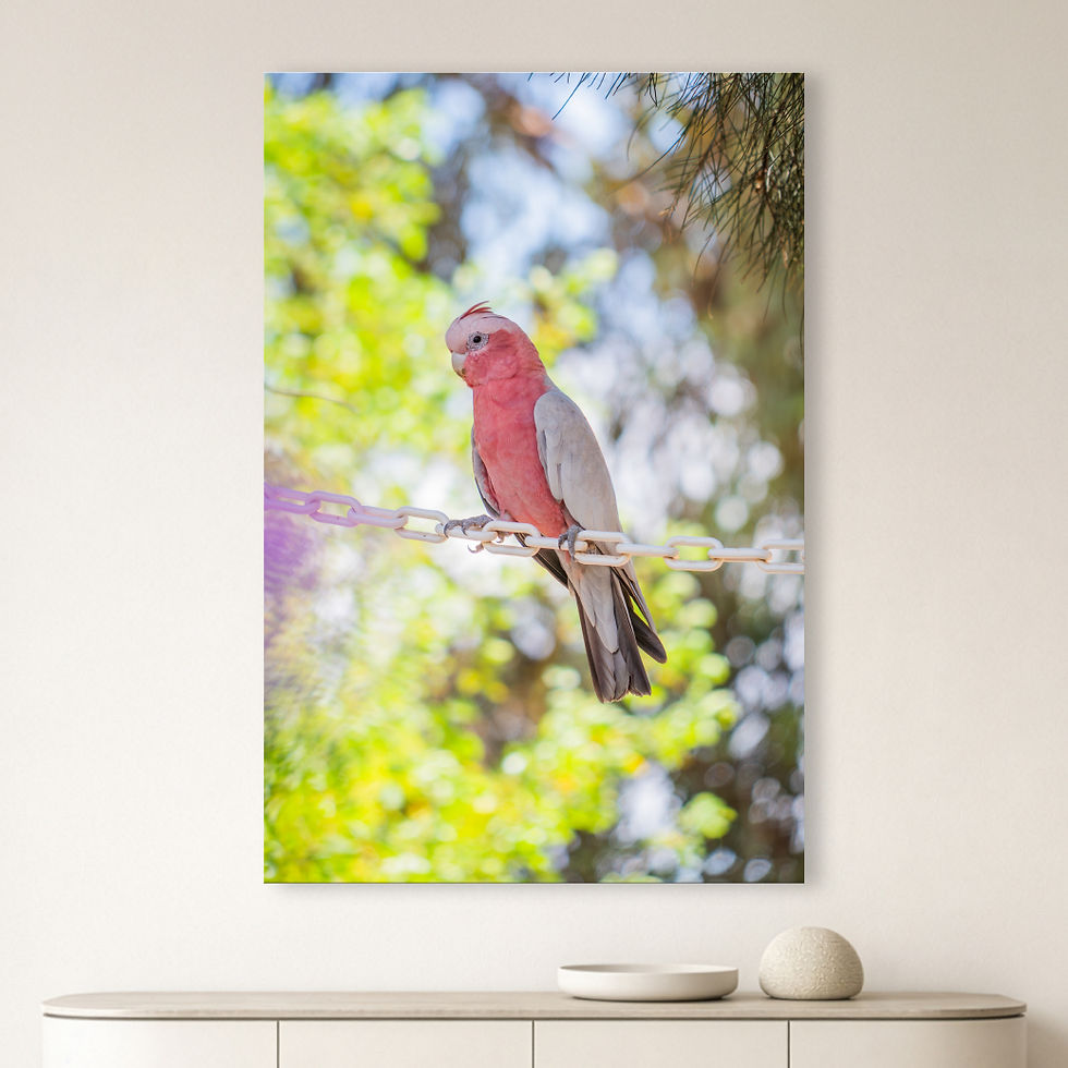 Metallic glass print hanging on wall featuring a Galah perched on a chain