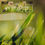 Thumbnail: Extreme close-up of sunlit green grass blades with tiny water droplets, taken in a field.
