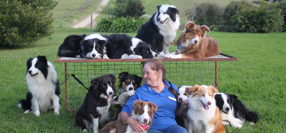 Beth Reading with her Border Collies, surrounded by her well-bred, socialised dogs in a beautiful rural setting. Featured on the Jeszacia Border Collies website, showcasing the care and dedication behind the breeding program