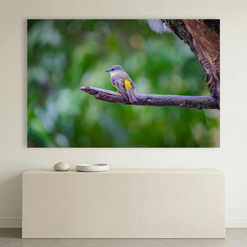 Metallic glass print hanging on wall showing Eastern Yellow Robin on branch in rainforest