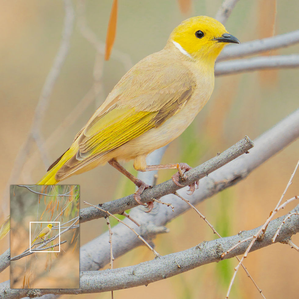 Close-up of metallic glass print showing White-plumed Honeyeater feather detail and yellow tones