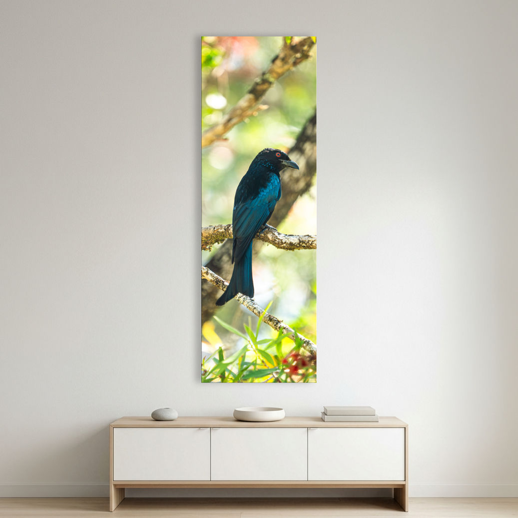 Metallic glass print hanging on the wall showing a Spangled Drongo perched on a pale branch in soft forest light