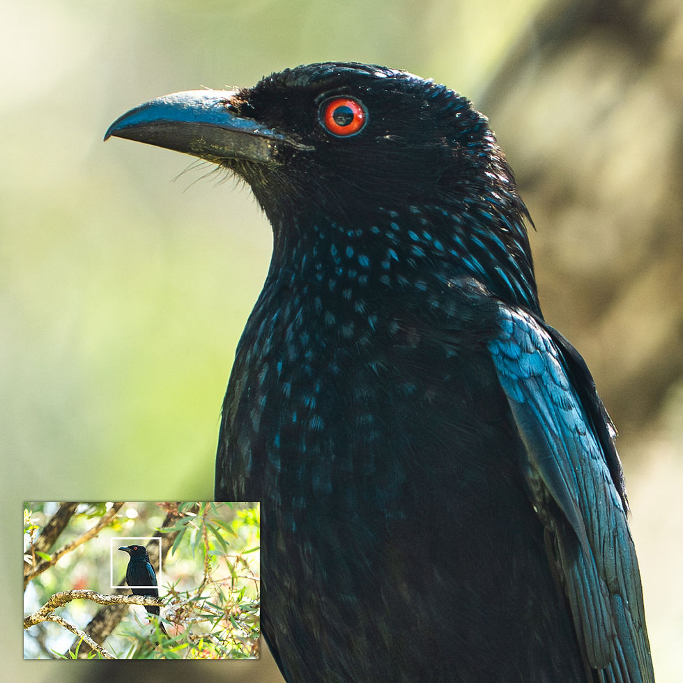 Close-up of a select area of the metallic glass print, highlighting the Spangled Drongo’s eye and plumage