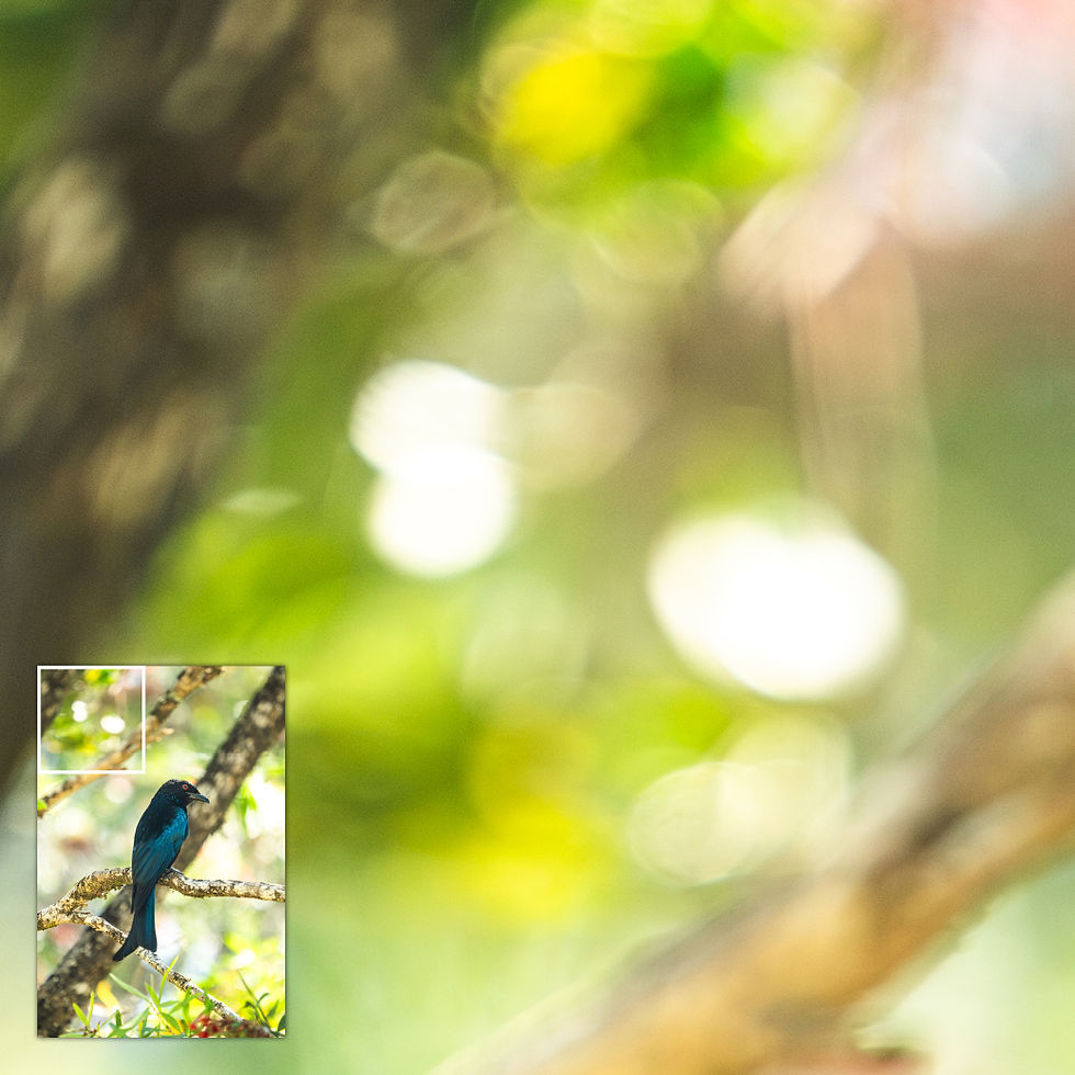 Thumbnail: Close-up of a select area of the metallic glass print showing soft forest bokeh and branch detail