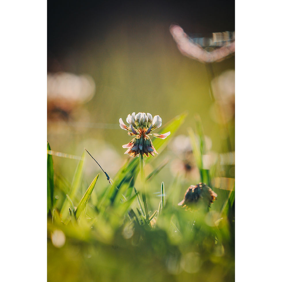 Thumbnail: A vertical close-up of a single clover flower in a grassy field with a spiderweb, taken at eye-level.