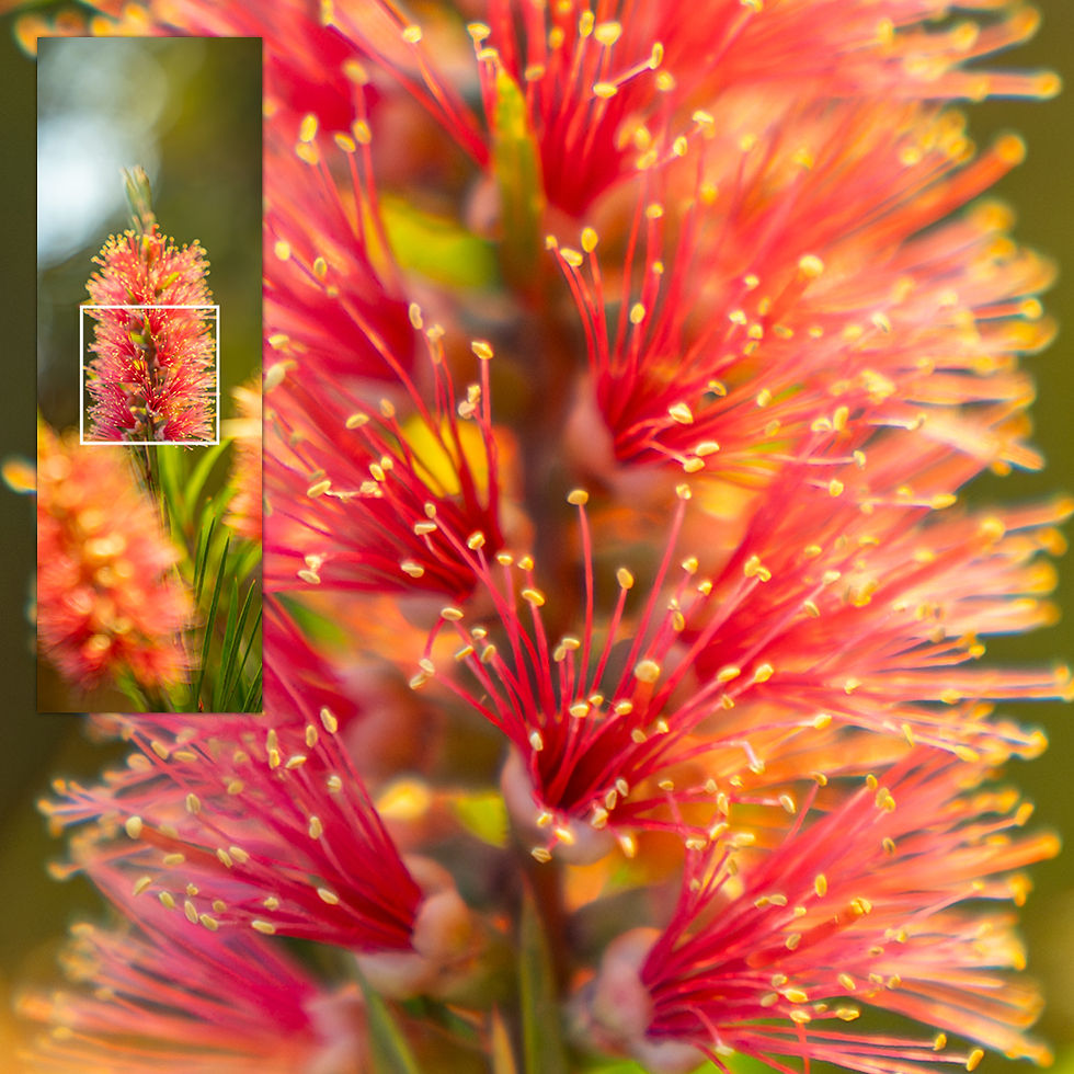 Close-up of a select area of the metallic glass print, highlighting the detailed Bottlebrush filaments
