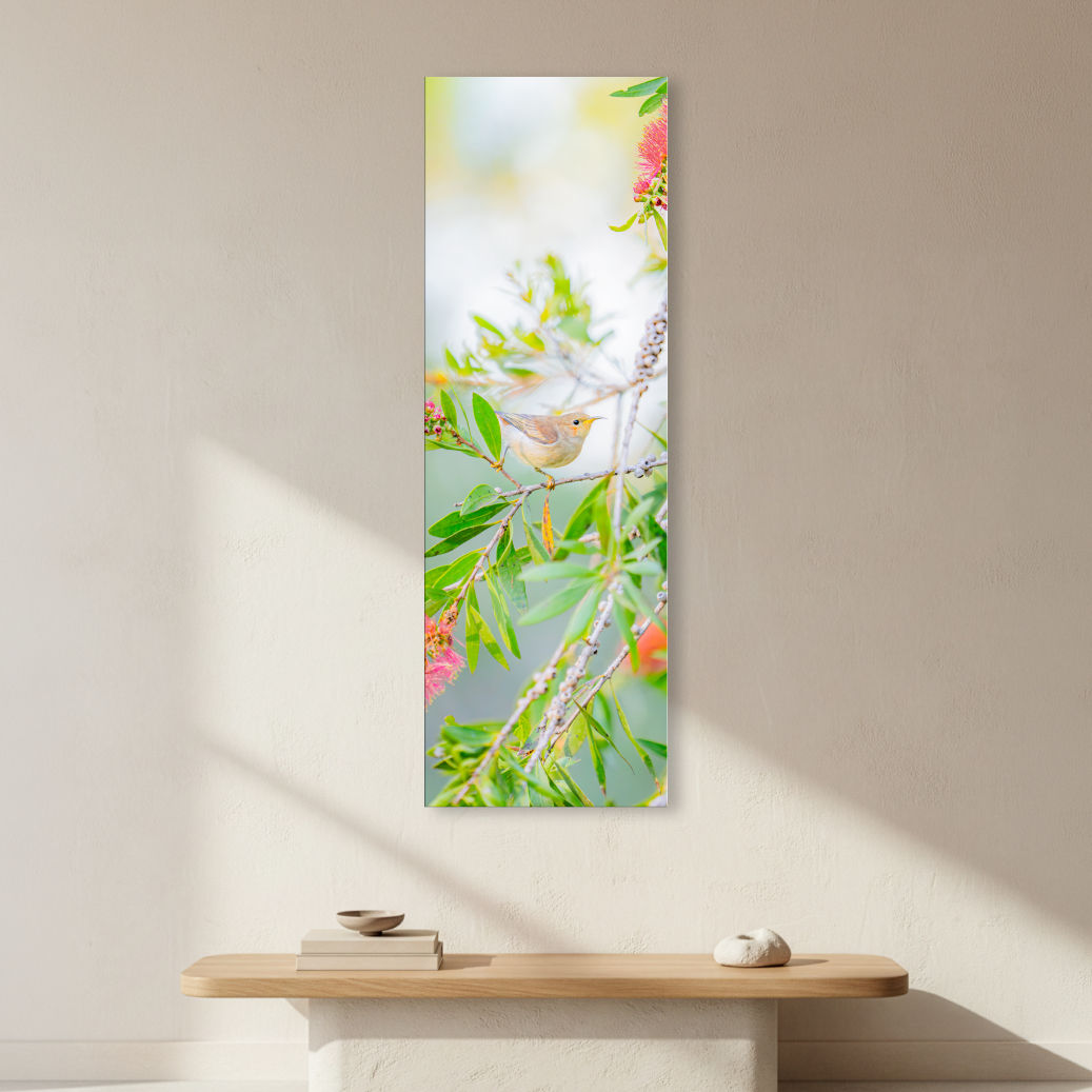 Metallic glass print hanging on the wall, showing a female Scarlet Honeyeater among Bottlebrush blooms