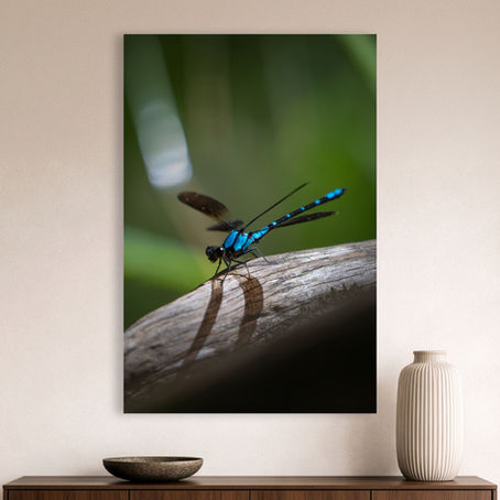 Metallic glass print hanging on wall showing Common Bluetail dragonfly on log in green rainforest