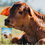 Thumbnail: Close-up of brown Calf’s face and ear, warm light with soft background in Australian pasture.