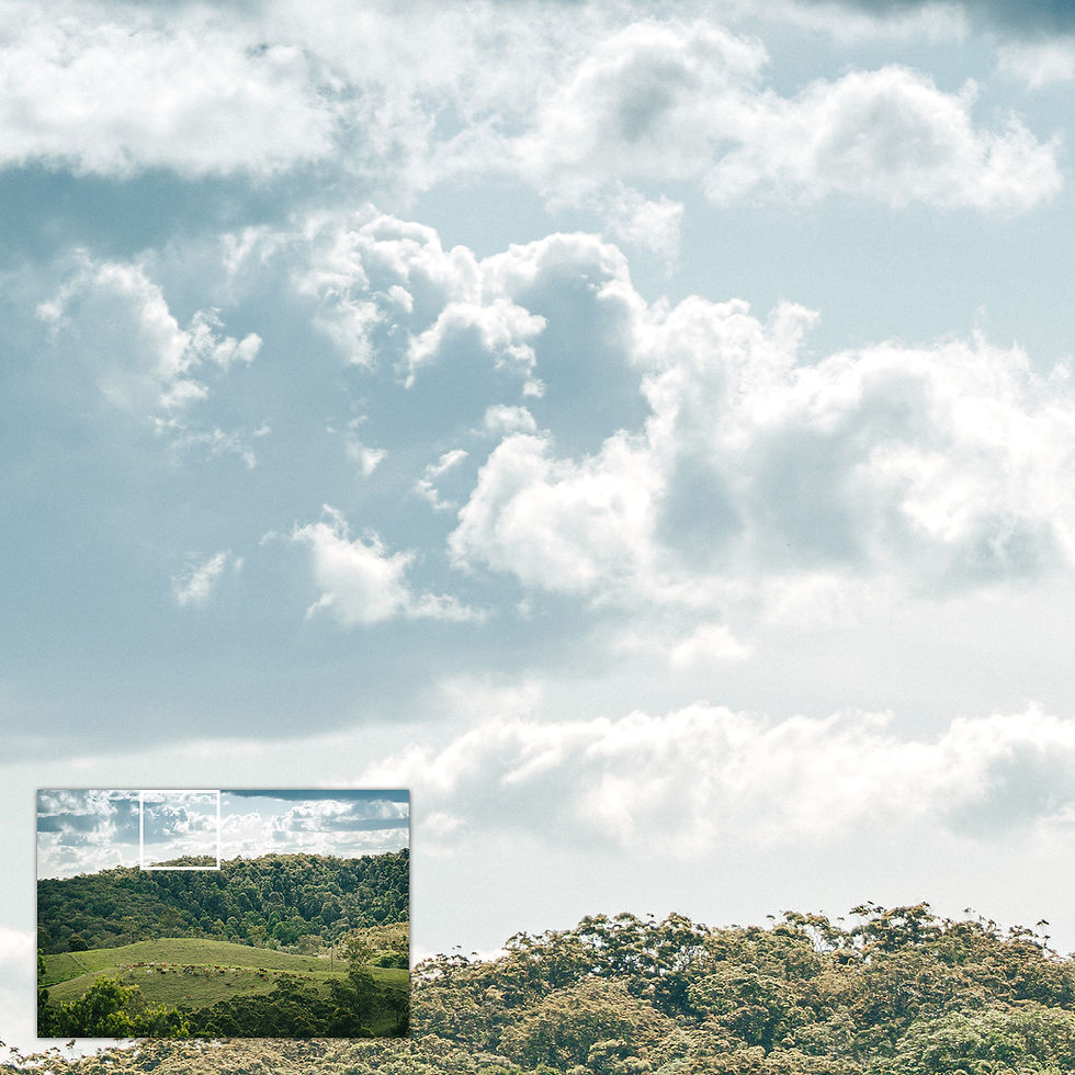 Thumbnail: A wide landscape photo of a herd of cattle roaming on rolling hills under a cloudy sky.