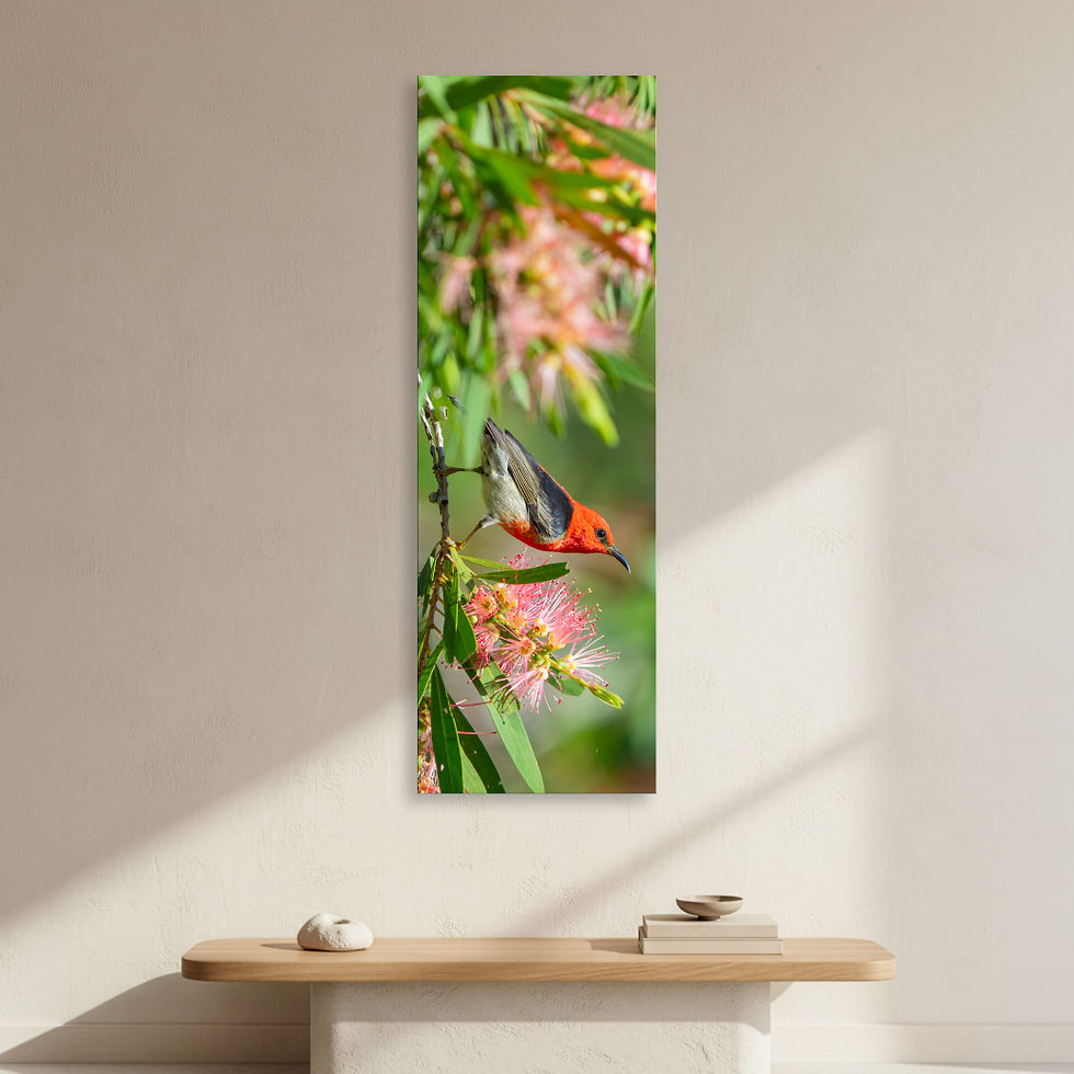 Metallic glass print hanging on wall showing Scarlet Honeyeater and Bottlebrush blooms