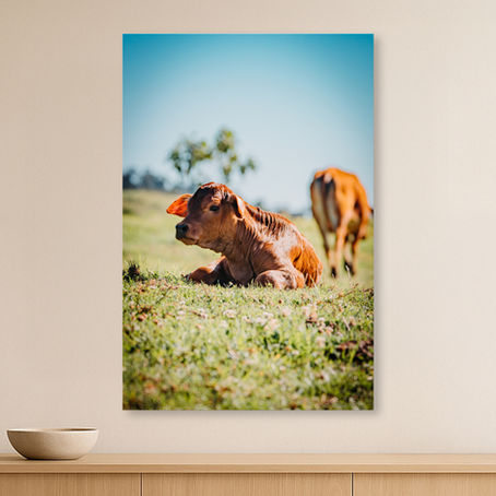 Pasture Gaze - Metallic Glass Print