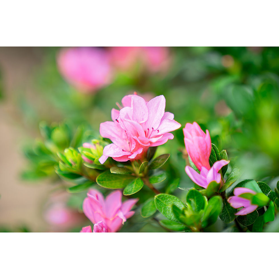 Thumbnail: Metallic glass print on a white background for simple viewing, featuring a soft pink Azalea bloom