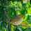 Thumbnail: Detail crop from Silvereye Refuge metallic glass print showing a close up Silvereye with crisp feather detail, inset view.
