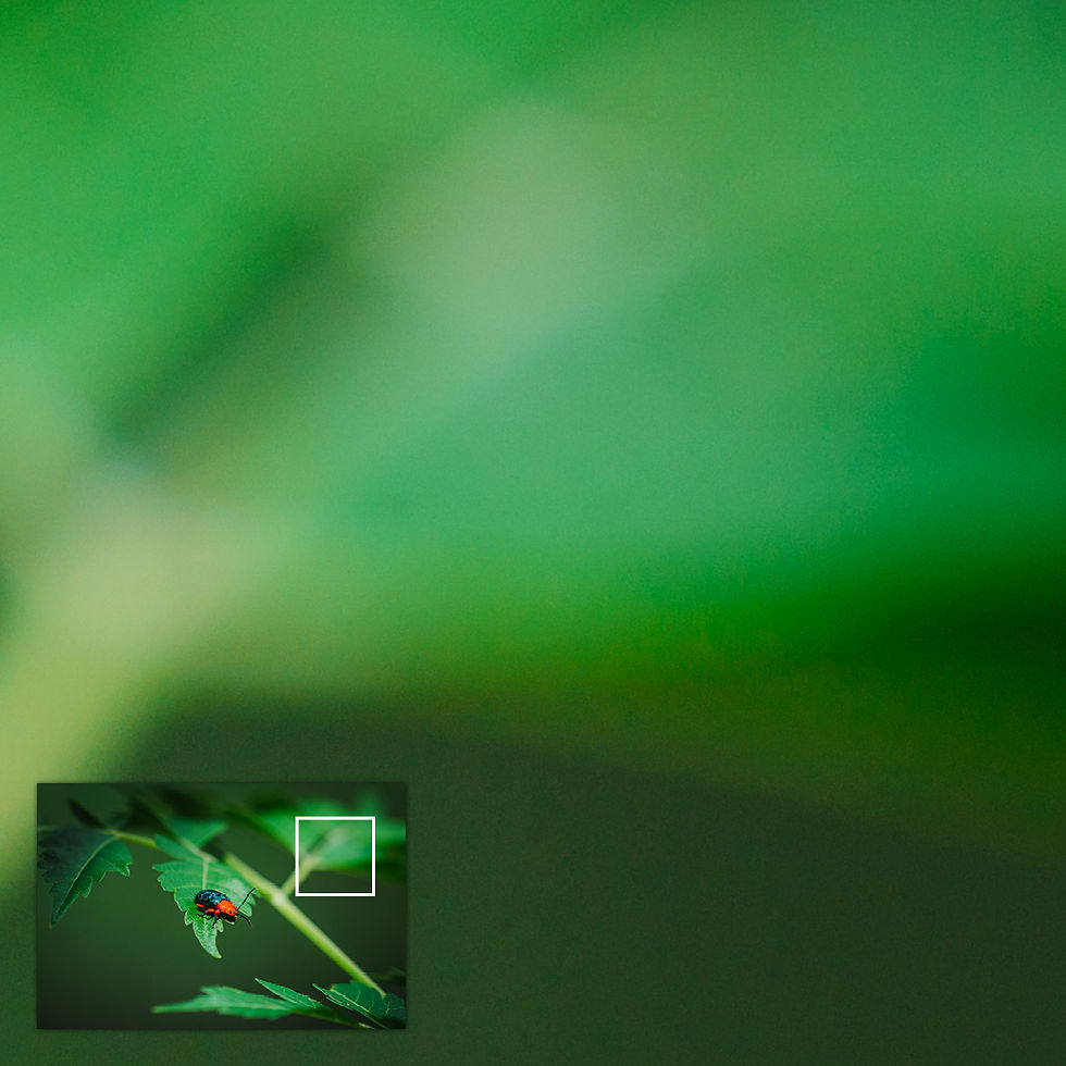 Thumbnail: A close-up of a red and blue Leaf Beetle on a green leaf, with a blurred dark green background.