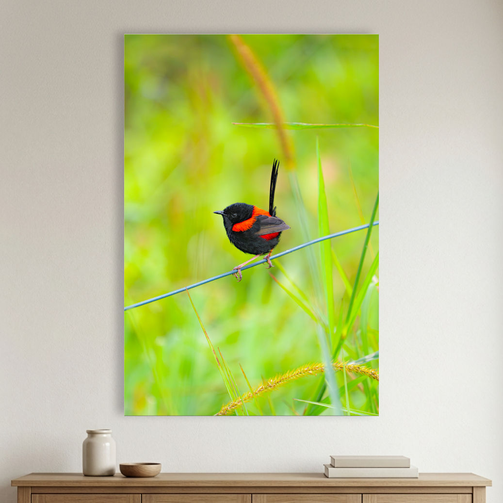 Metallic glass print hanging on the wall, showing a Red-backed Fairywren perched on a fine wire in soft green grass